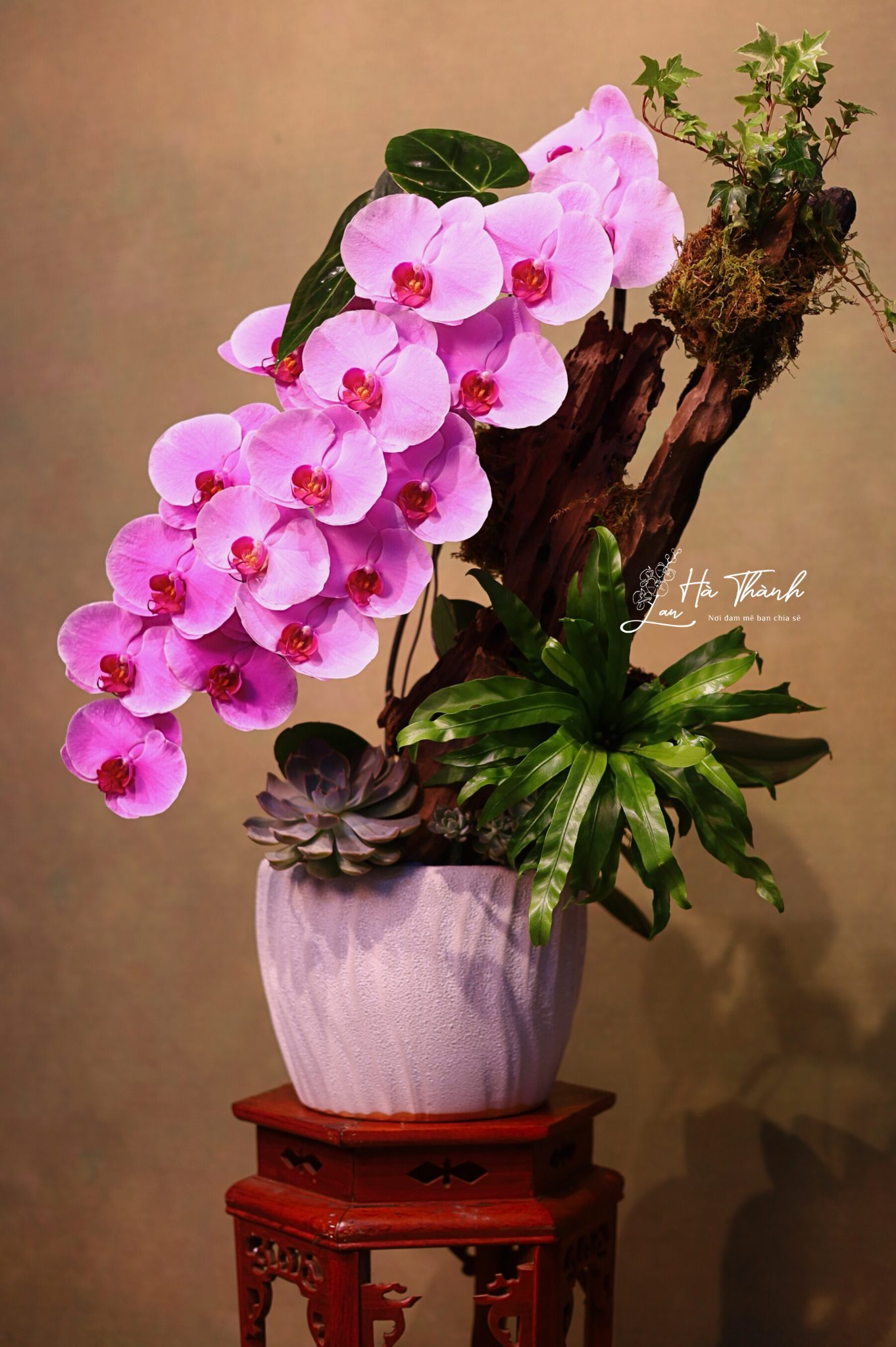 Chậu Lan Hồ Điệp Màu Hồng Cao Cấp Đà Lạt – Vẻ Đẹp Tinh Tế Từ Lan Hà Thành